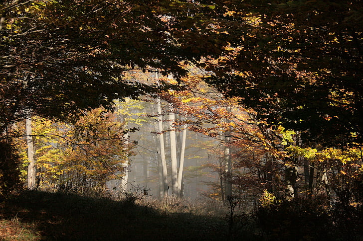 Древесина бука, туман, лес, Осеннее настроение, Листопадное дерево, sonnenduchflutet, обилие естественного света