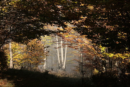 bois de hêtre, brouillard, Forest, humeur automne, arbre à feuilles caduques, sonnenduchflutet, baignées de lumière naturelle