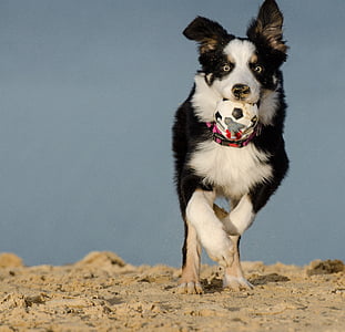 Bordercollie, Tricolor, drie gekleurde, hond met bal, strand, Britse herdershond, bal junkie