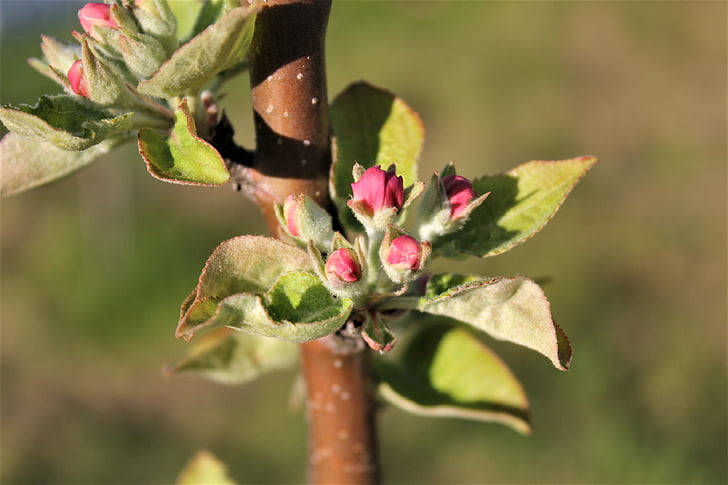 Bud, apple Bud, primo piano, foglie, albero di mele, albero, giardino albero