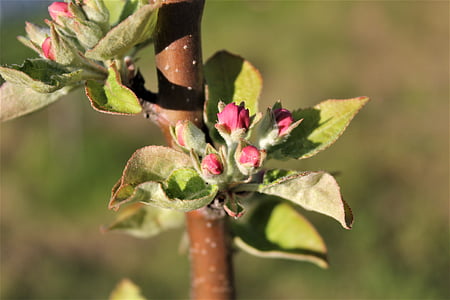 bud, bud apple, detailné, listy, jabloň, strom, záhradný stromček