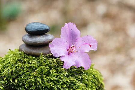 azalea, stone pile, stack, stones, blossom, bloom, pink