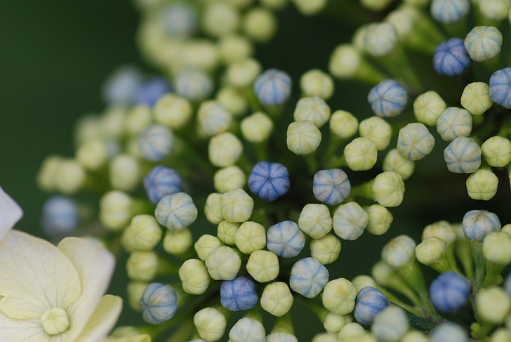 Hortensia, hydrangeas, Alguses suvel, kinni panna, lilled, Bud, komplekt