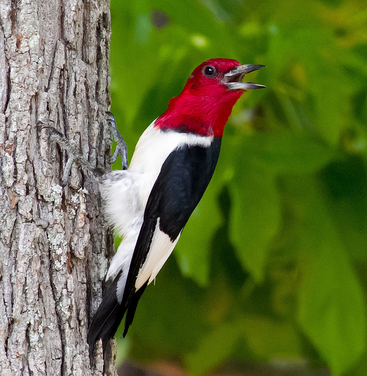 woodpecker, red, head, red-headed, bid, wildlife, red bid