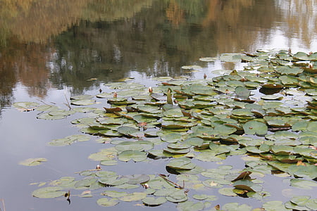 Lac, Danemark, étang, réflexions, automne, lis d’eau