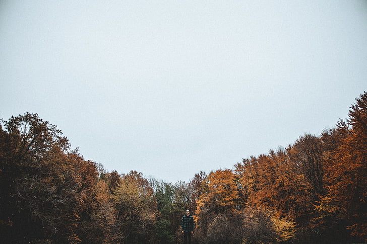 marrone, foglie, alberi, autunno, uomo, caduta di autunno, foresta