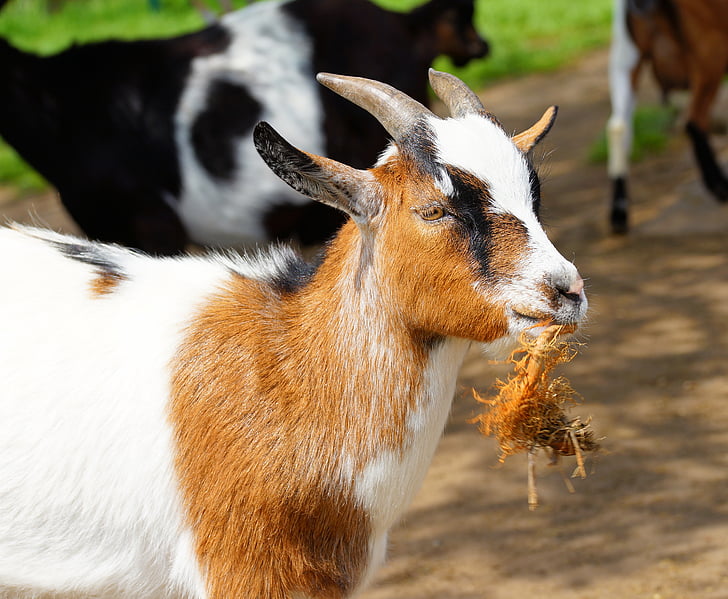 goat, chew, horns, ruminant, domestic goat, paarhufer, horned