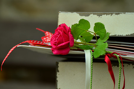 ruža, romansa, slova, prijateljstvo, bendovi, ruže cvatu, crvene ruže