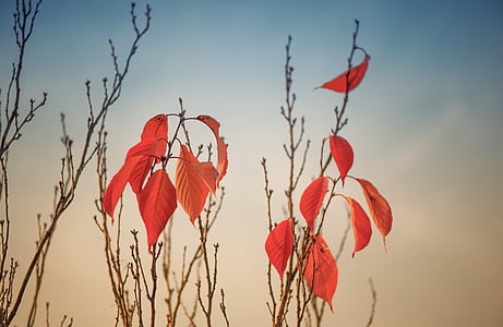 jeseni, listi, padec listje, padec barve, narave, rdeča, bukev