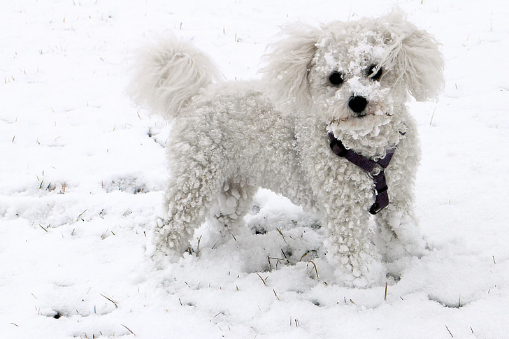 gyvūnų, šuo, sniego, žiemą, balta, Frizos bišonas, mažas šuo