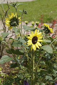 bunga matahari, Taman, musim panas, bunga musim panas, mekar, kuning, Taman Cottage
