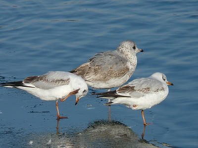gulls, bird, animal, creature, cold, stand, one