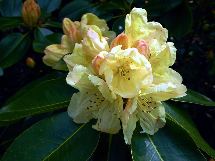 Rhododendron kivirult, tavaszi, sárga, zár, bélyegző