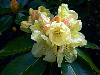 Rhododendren blühen, Frühling, gelb, in der Nähe, Stempel