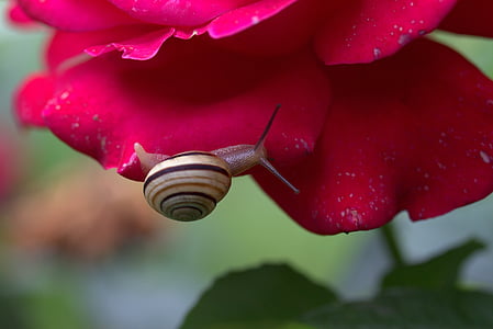 snail, rose, petals, shell, dew