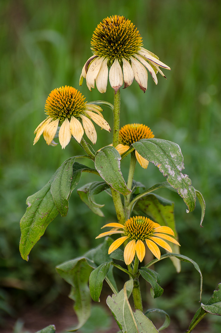 cone flowers, flowers flower, summer end, yellow flowers, wild flower, cone, nature