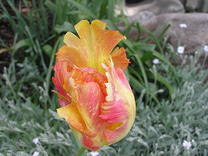 naturaleza, flor, Tulip