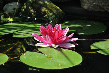 lily air, Kolam, Tumbuhan akuatik, merah muda, Taman, Kolam tanaman, nuphar lutea