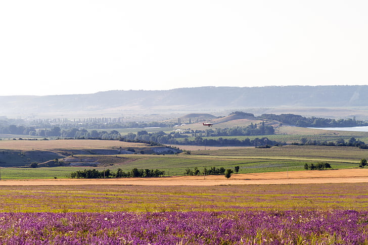 field, lavender, bloom, plane, takes off, evening, landscape