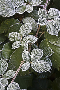 hoarfrost, autumn, leaves, blackberry, frozen, frost, november