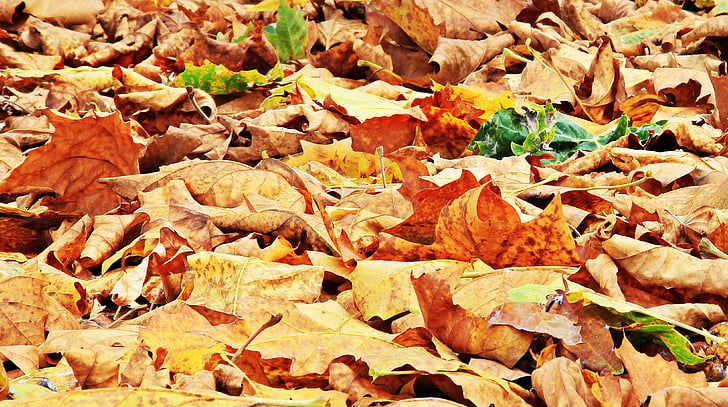 Есен, Есен листа, листа, истински листа, есента цвят, природата, златна есен