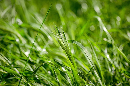 Грин, трава, Природа, Окружающая среда, Весна, Экология, природные