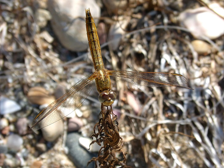 Dragonfly, zlatý, hmyz, Ebro delta