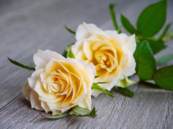 růže, Kytice růží, kytice, bílá, žlutá, pohled shora, Romantický