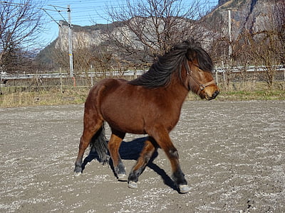 Islanđani, konj, Island konja, poni, Konjički sport, životinja, priroda