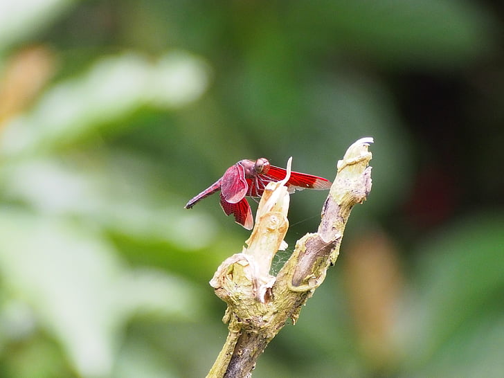 dragonfly, red, rest, taipei, insect, nature, animal