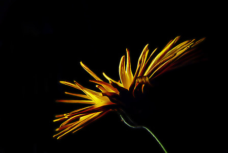 flower, yellow, light, nature, blossomed, light and shade, contrast