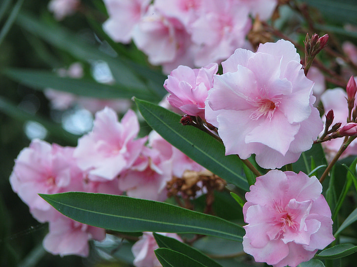 różowy, Oleander, Bush