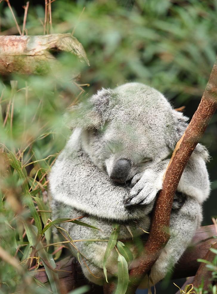 australia, koala, marsupial, animal, wildlife, tree, wild