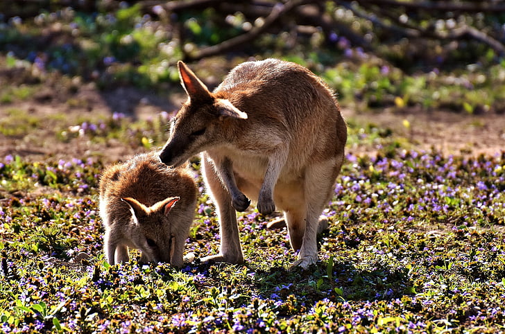 känguru, unga djur, mor, vilda djur, djur, unga, barn