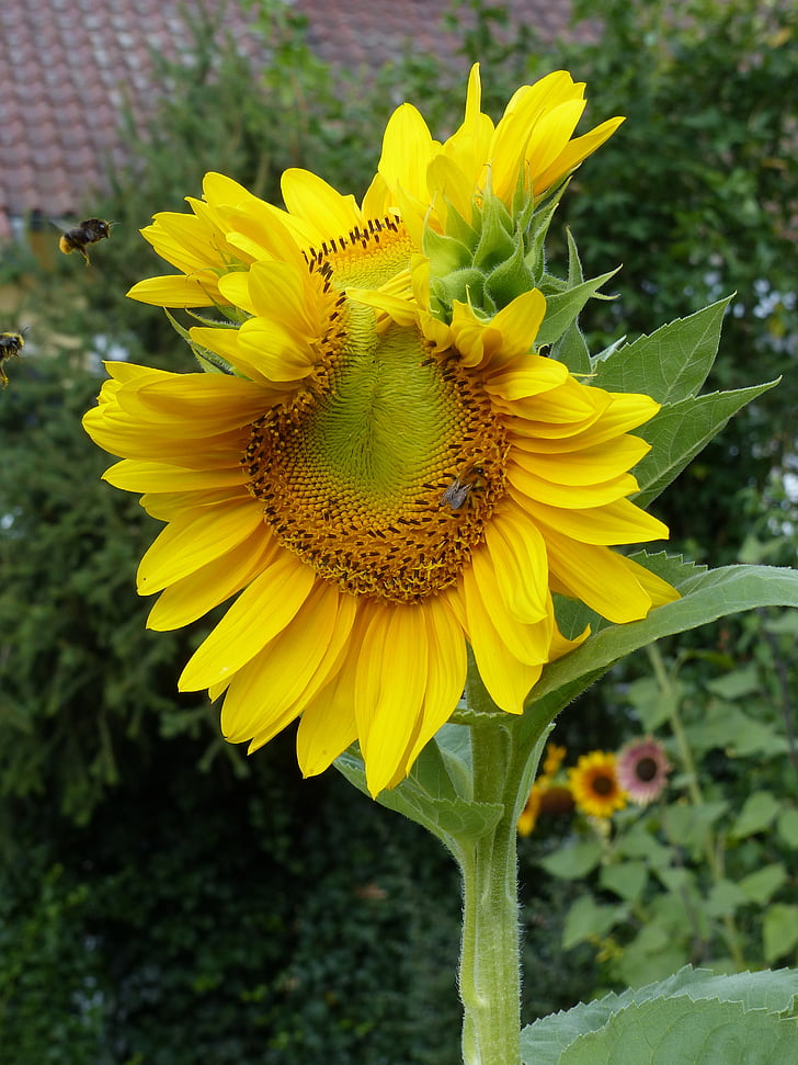 Sun flower, Twin, gul, sommar, Stäng, Blossom, Bloom