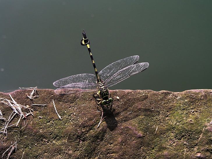 Dragonfly, Kina, transparent, grön, naturen, insekt, djur