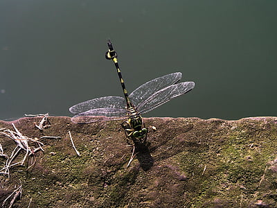 libélula, China, transparente, verde, naturaleza, insectos, animal