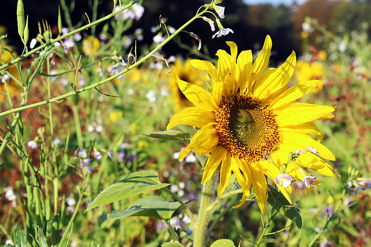 Соняшник, Олія соняшникова поля, жовтий, літо, квіти, цвітіння, Природа
