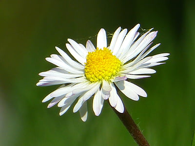 Daisy, lill, õis, Bloom, taim, loodus, kevadel