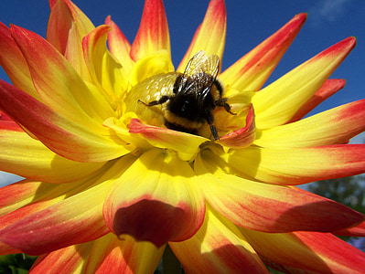 flor, abeja, flor roja y amarilla, abeja en flor, naturaleza, jardín, verano