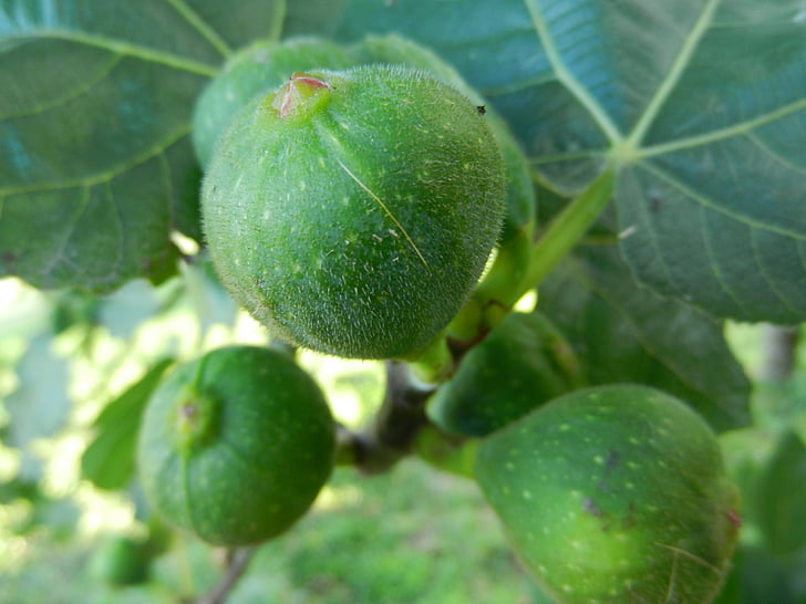 figs, brebas, fig tree, fruit