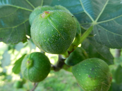 fikon, brebas, Fig tree, frukt