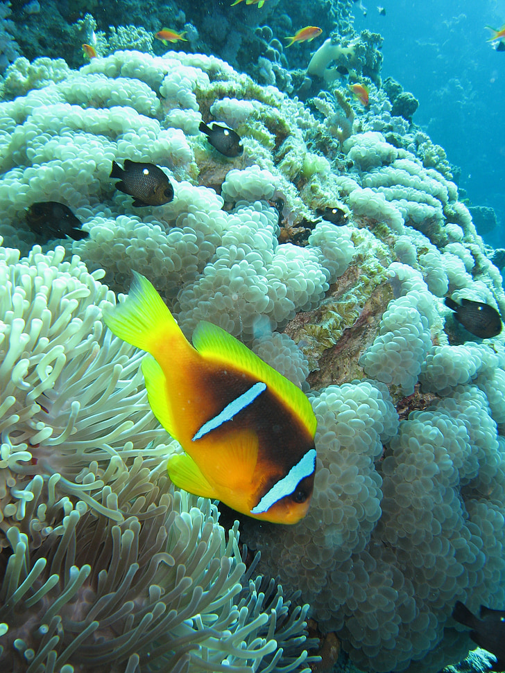 amphiprion, red sea, clown fish