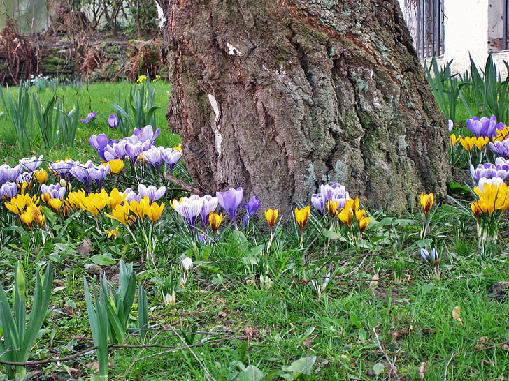 Primavera no jardim, Crocus, tronco de bétula, vidoeiro, pequeno e poderoso, amarelo, Primavera