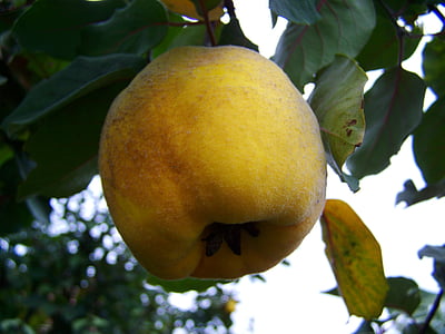 quince, yellow fruit, fall harvest