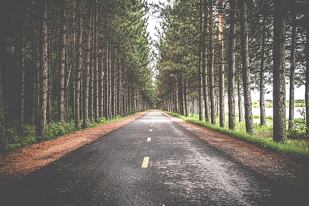 Road, träd, vägbanan, resa, sätt, asfalt, natursköna