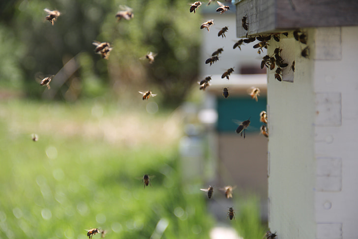 čebele, medu, insektov, ljubko, narave, divje, živali