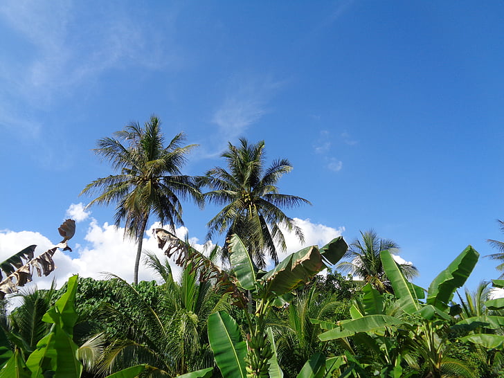 синій, небо, кокосове, Синє небо, літо, Природа, Синє небо фону