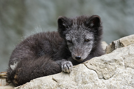 arctic fox, young, dormant