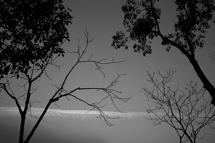 boom, zwart-wit, landschap, donker